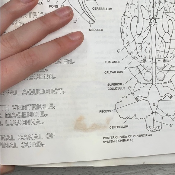 The Human Brain Coloring Book - Picture 3 of 4